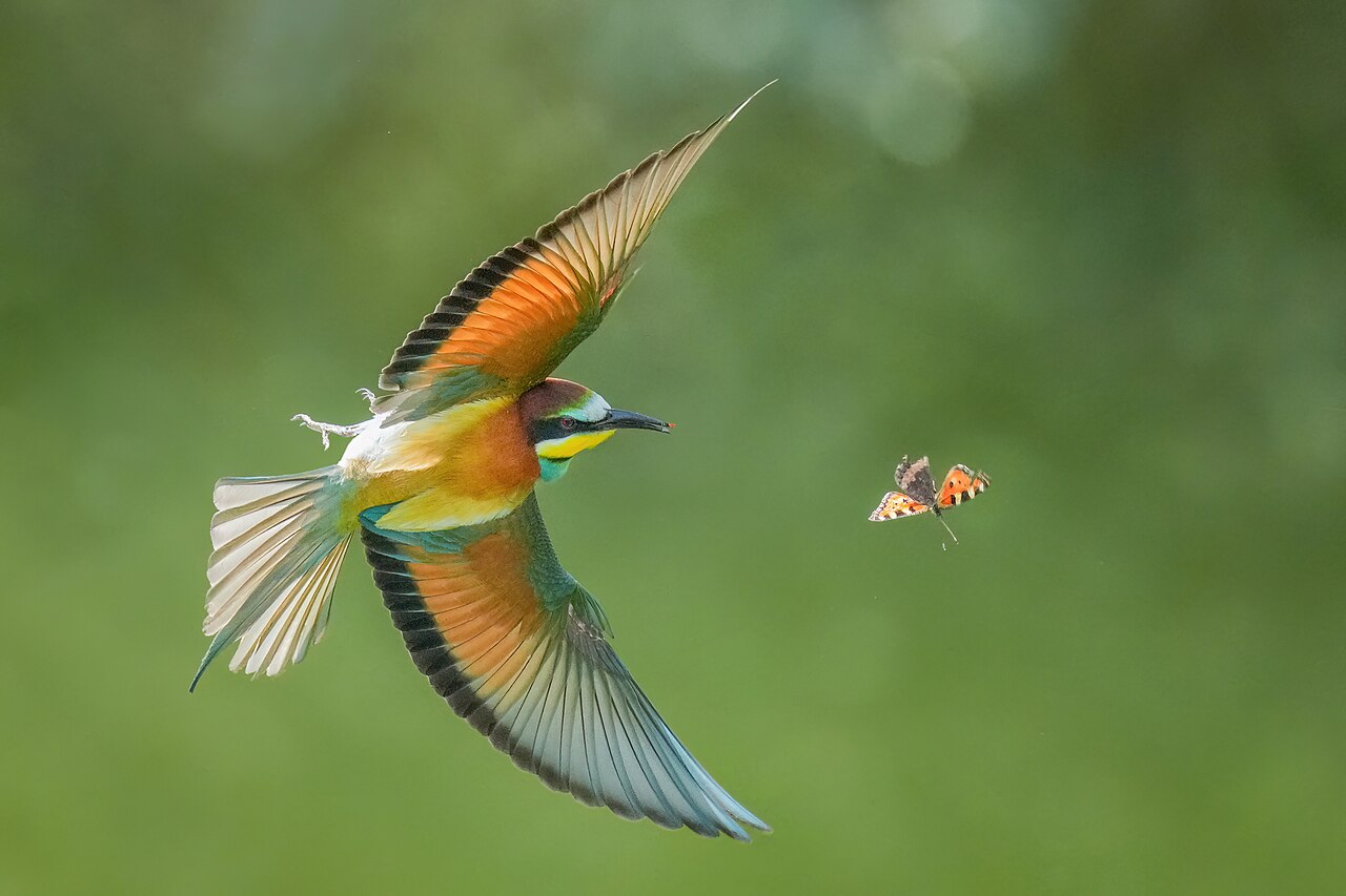 Butterfly Flight