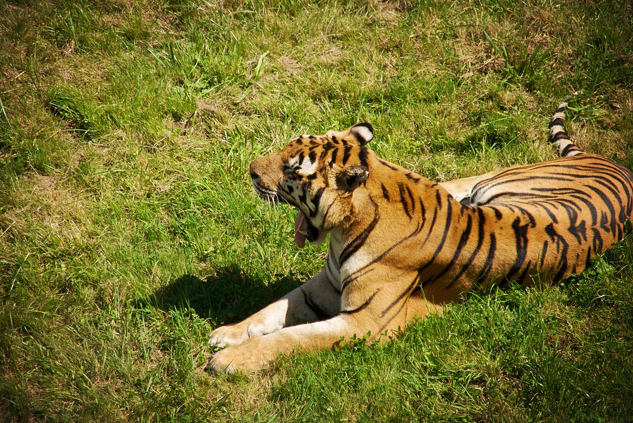 He visto un lindo gatito
