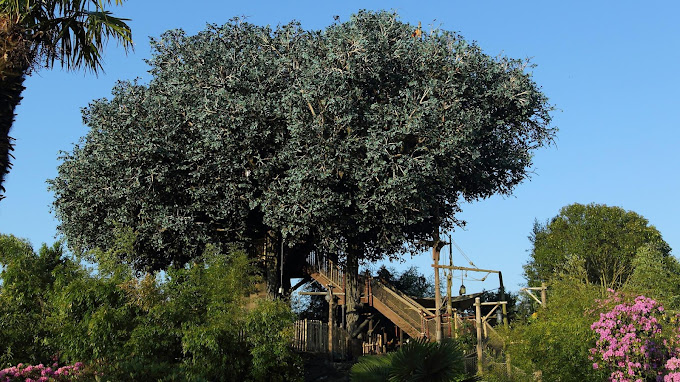 La Cabane des Robinson