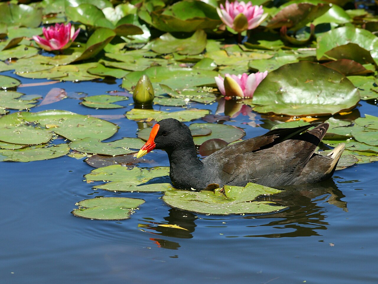The Water Lilies